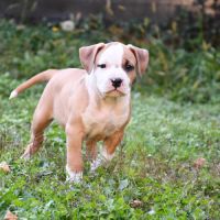 Chiots american staff (amstaff, staff) disponible #1