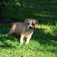 Chiots american staff (amstaff, staff) disponible #3