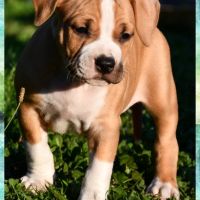 Chiots american staff (amstaff, staff) disponible #4