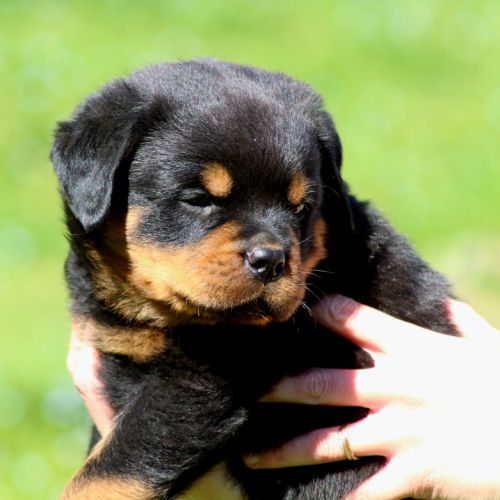 A réserver magnifique chiot rottweiler lof