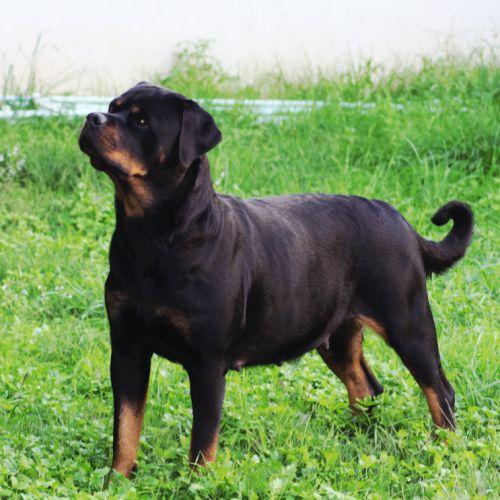 A réserver magnifique chiot rottweiler lof #4