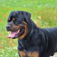 A réserver magnifique chiot rottweiler lof #1