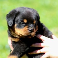 A réserver magnifique chiot rottweiler lof