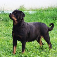 A réserver magnifique chiot rottweiler lof #4
