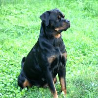 A réserver magnifique chiot rottweiler lof #5