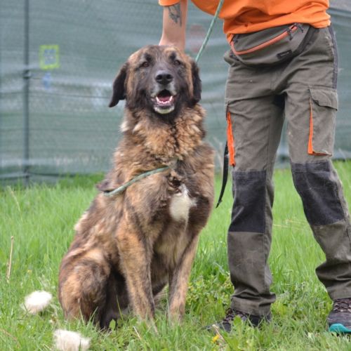 Magnifique chien fidèle et sociable, ok chat