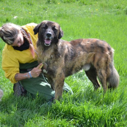 Magnifique chien fidèle et sociable, ok chat #4