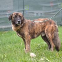 Magnifique chien fidèle et sociable, ok chat #2