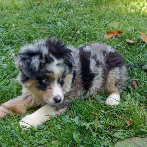 Chiots berger américain miniature #2