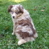 Chiots berger américain miniature