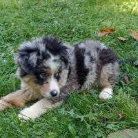 Chiots berger américain miniature #2