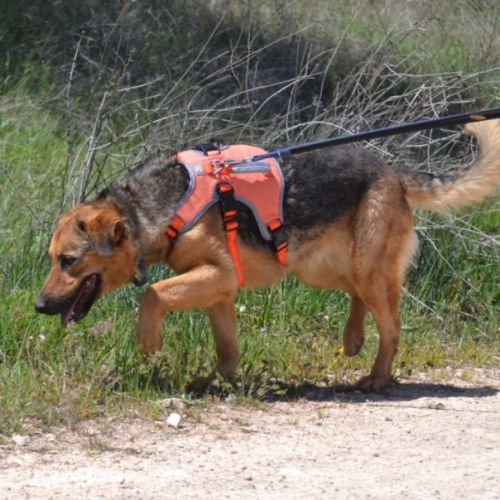 Laika, la pure douceur dans un corps de berger #1