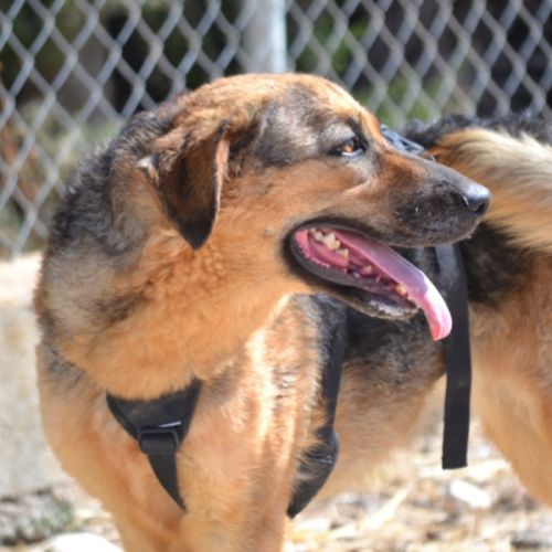 Laika, la pure douceur dans un corps de berger #3