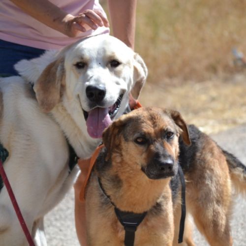 Laika, la pure douceur dans un corps de berger #7