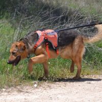 Laika, la pure douceur dans un corps de berger #1