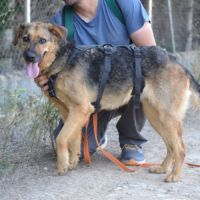 Laika, la pure douceur dans un corps de berger #4