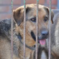 Laika, la pure douceur dans un corps de berger #5