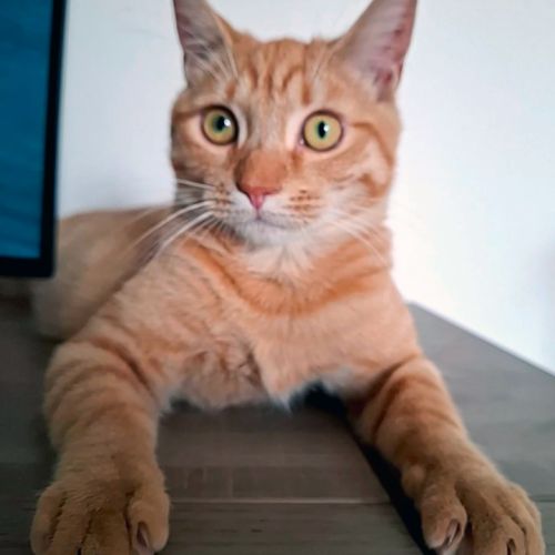 Doudou un petit foufou