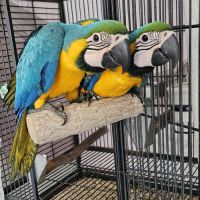 Ara jaune et bleu #1