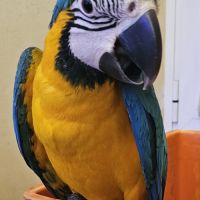 Ara jaune et bleu