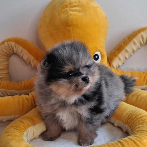 Spitz nain pomeranian #2