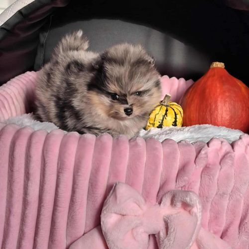 Spitz nain pomeranian #0