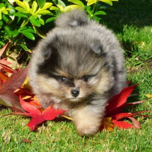 Spitz nain pomeranian