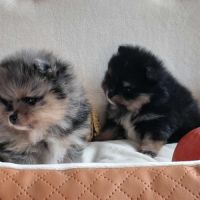 Spitz nain pomeranian #1