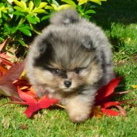 Spitz nain pomeranian