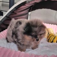 Spitz nain pomeranian #4