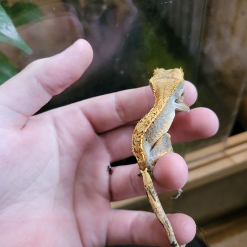 Gecko à crête #2