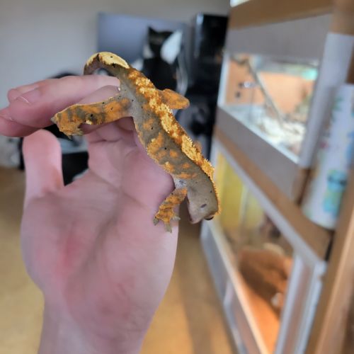 Gecko à crête #6