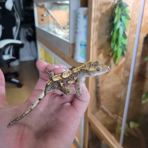 Gecko à crête #7