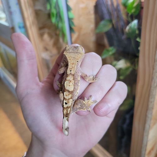 Gecko à crête #10