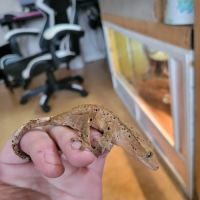 Gecko à crête #3