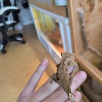 Gecko à crête #4