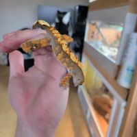 Gecko à crête #6