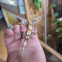 Gecko à crête #8