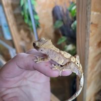 Gecko à crête #9