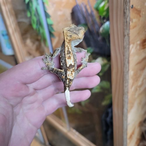 Gecko à crête #2