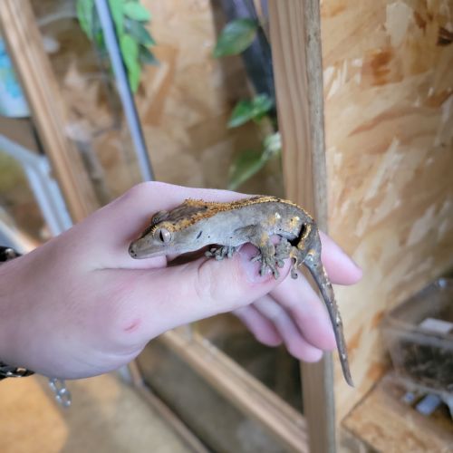 Gecko à crête #3