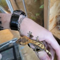 Gecko à crête #4