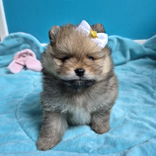 3 magnifiques véritables spitz nain pomeranien lof