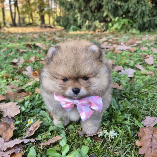 3 magnifiques véritables spitz nain pomeranien lof