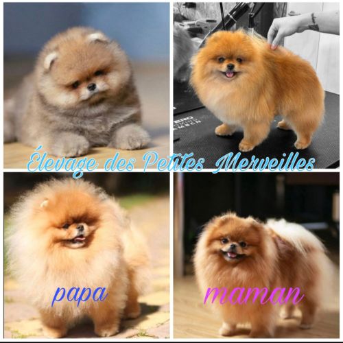 3 magnifiques véritables spitz nain pomeranien lof #9