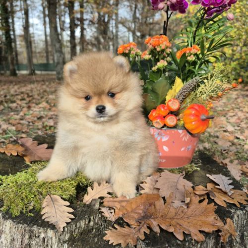 Dernier magnifique spitz nain pomeranien lof
