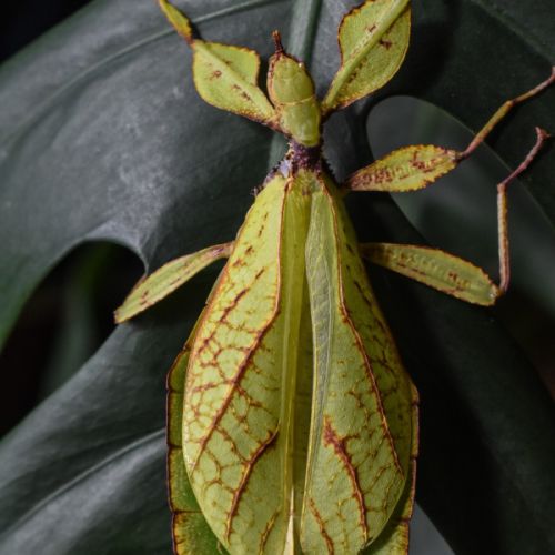 Vente d'oeufs de phyllium philippinicum