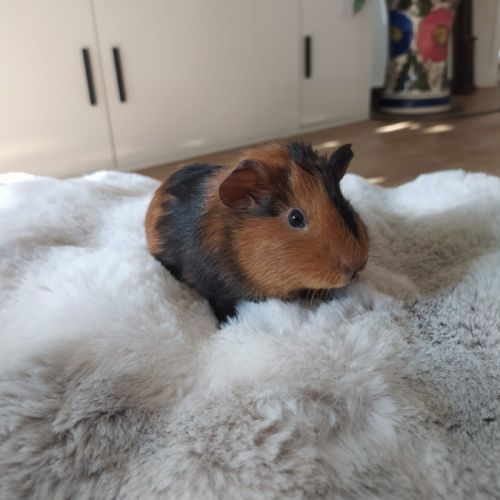 Donne deux bébés cochons d'inde mâles