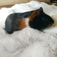 Donne deux bébés cochons d'inde mâles #1