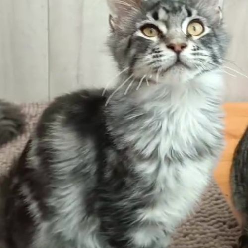 Reste un male maine coon #1